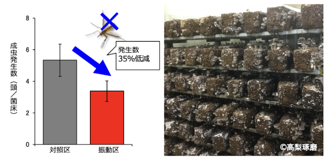 Editor's Eyes“振動”でシイタケの成長促進！害虫防除にも効果 世界初